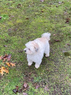 Image of Duke