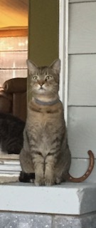 Image of Babe