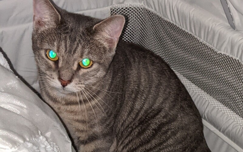 View Lost and Found Pet Listings from Johnston County Animal Services