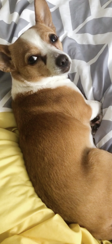 Image of Izzy