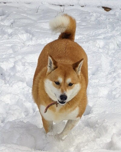 Image of Sora