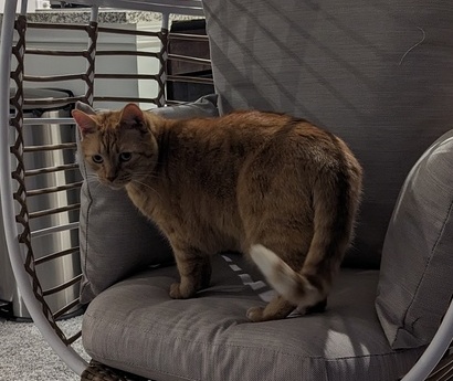 Image of Dexter
