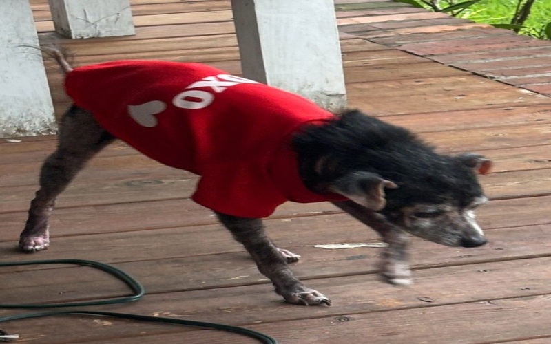 Image of Birdie