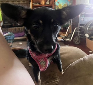 Image of Luna