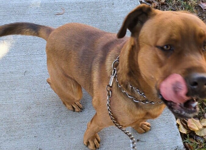 Image of Mylo
