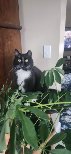 Image of Jax