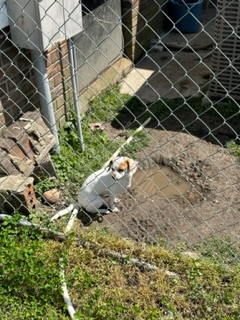 Image of Gigi