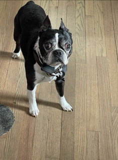 Image of Rocky
