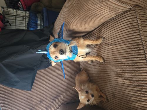 Image of Buster roo