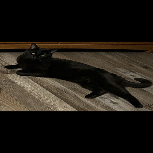 Image of Silky