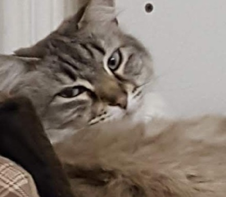 Image of Sammy