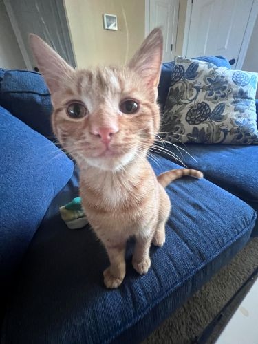 Image of Cheez-it/Kurt