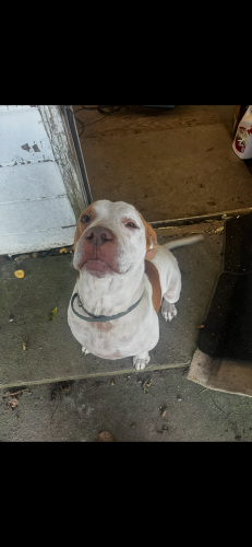 Image of Patches / Bob