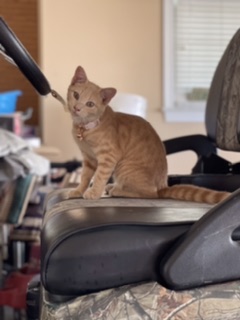 Image of Widdle