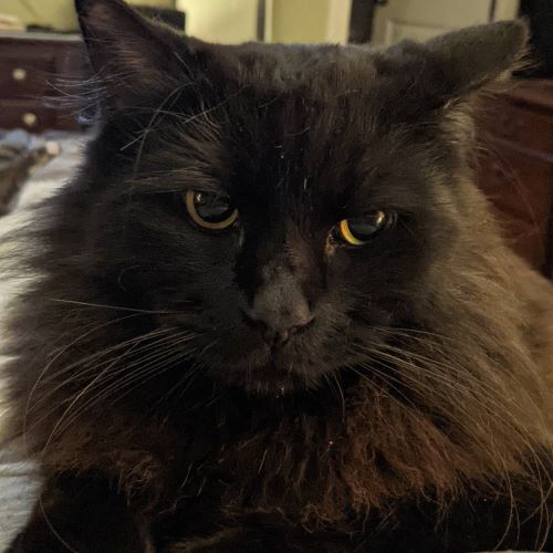 Image of Louie