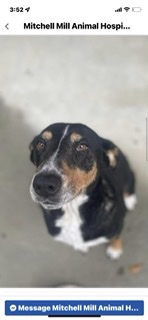 Image of Rosie 