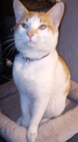Image of Pumpkin