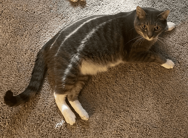 Image of Smokey