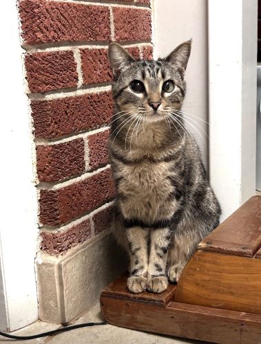 Image of Coco