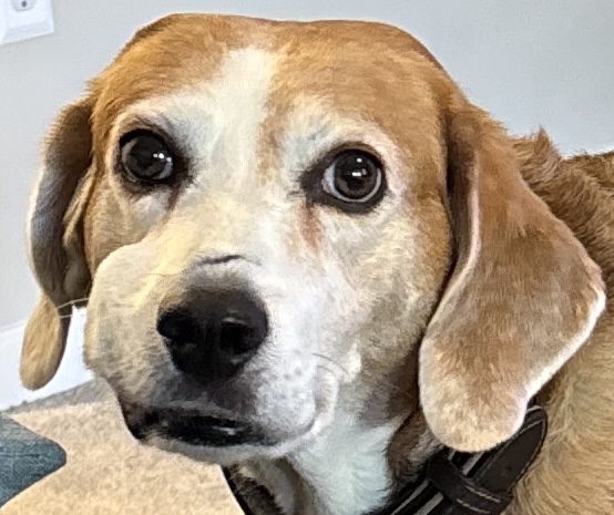 Image of Rufus