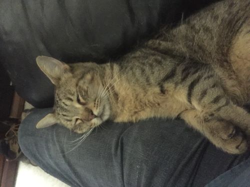 Image of Tigger
