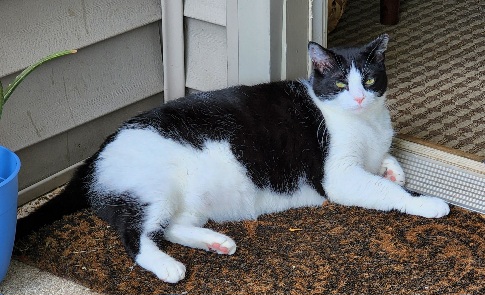 Image of Bandit/ Boo
