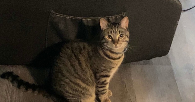 Image of Kit-Kat