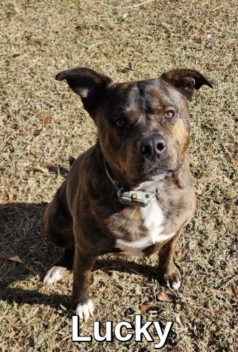 Image of Lucky 