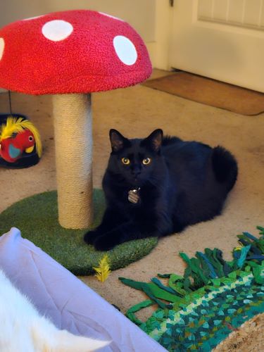 Image of Minnie-Maze 