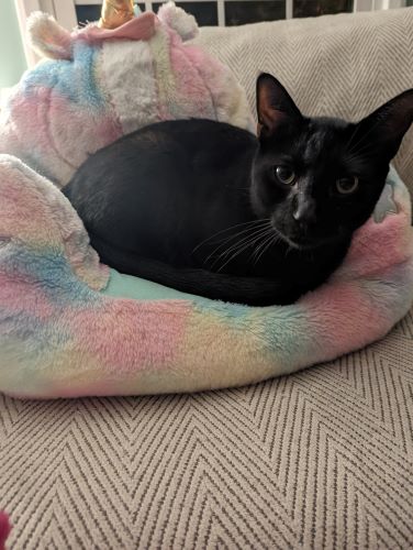 Image of Inky
