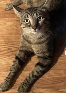 Image of Spydee 