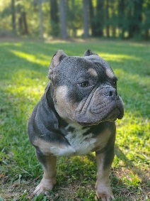 Image of Rocco