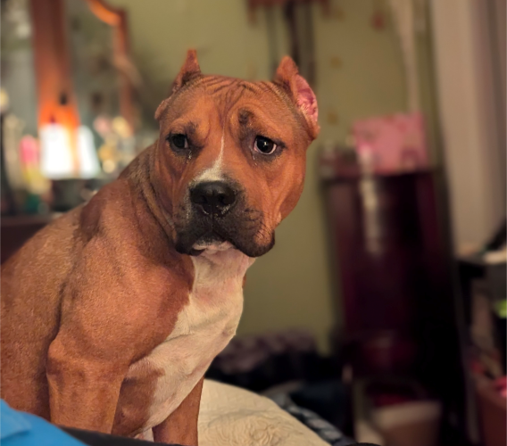 Image of Bonnie