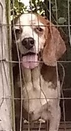Image of Guss