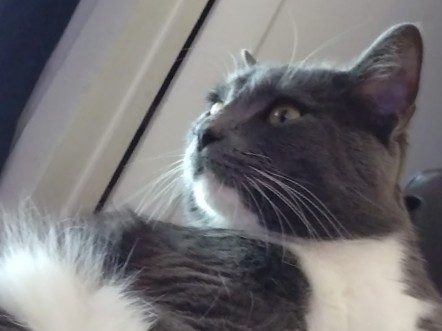 Image of Gus
