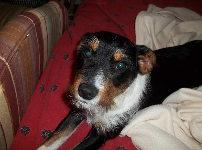 Image of Dasher 