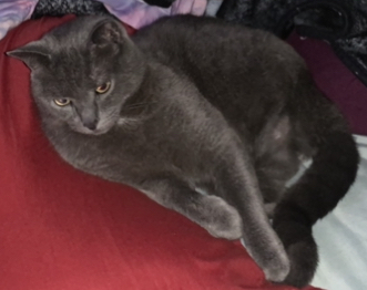 Image of Smokey 