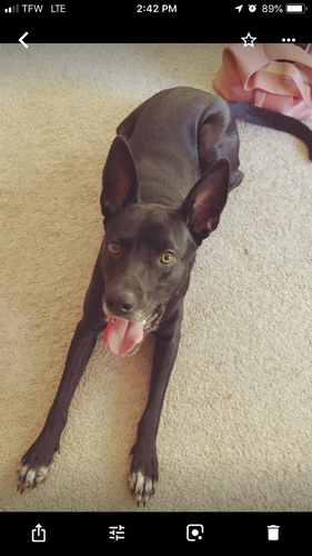 View Lost and Found Pet Listings - from Johnston County Animal Services