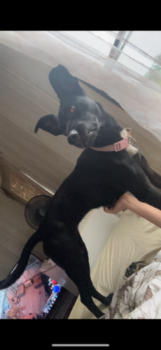 Image of Roxy