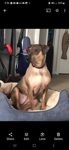 Image of Daisy