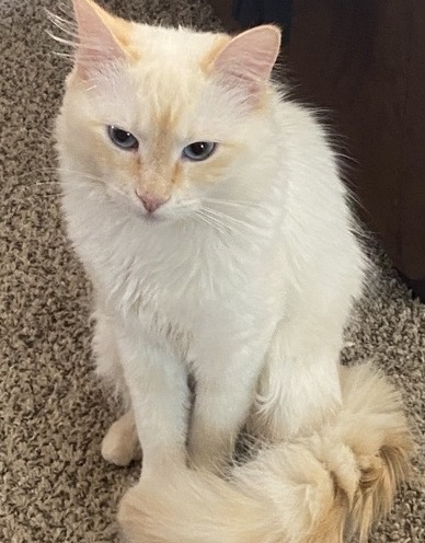 Image of Casper