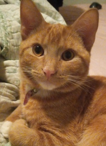 Image of Taquito