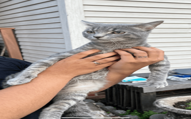 Image of smokey