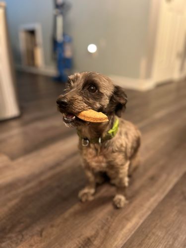 Image of Teddy 
