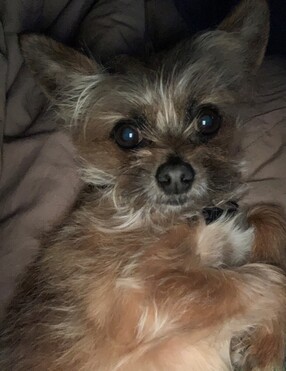 Image of Gotti
