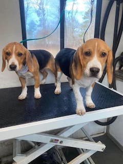 Image of Bo & Kevin