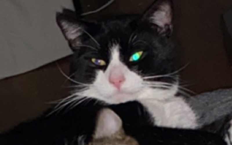 Image of Lex