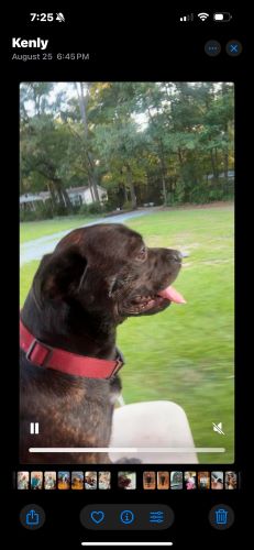 Image of Pongo