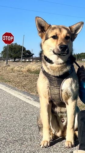 Image of Mylo
