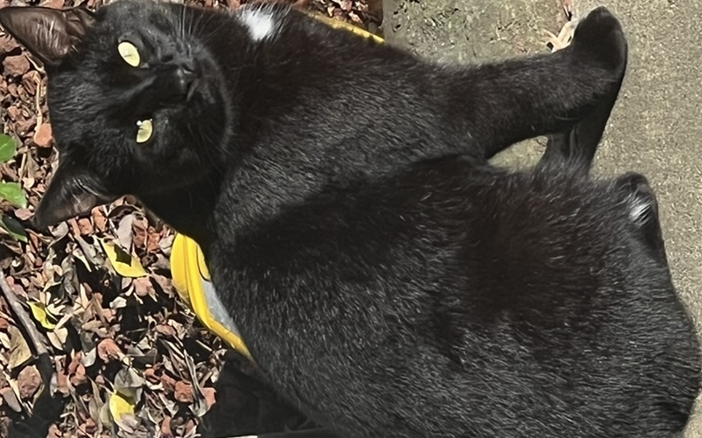 Image of Panther 